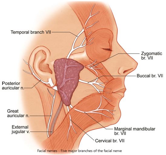 Facial nerves image